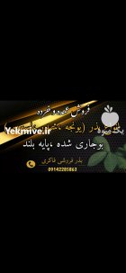 فروش بذر یونجه درجه یک در کبودرآهنگ در گروه خرید و فروش بذر یونجه در یکمیوه