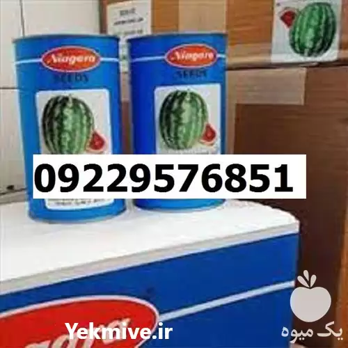بذر هندوانه نیاگارا پرفروش اصل در اهواز در گروه خرید و فروش بذر هندوانه در یکمیوه -عکس1