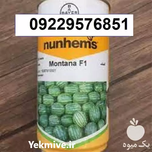 بذر هندوانه مونتانا پر فروش در کرمان  در گروه خرید و فروش هندوانه در یکمیوه -عکس1