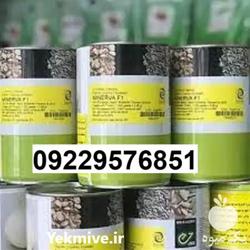 بذر پیاز مینروا پرفروش در کرمان  در گروه خرید و فروش پیاز در یکمیوه -عکس1