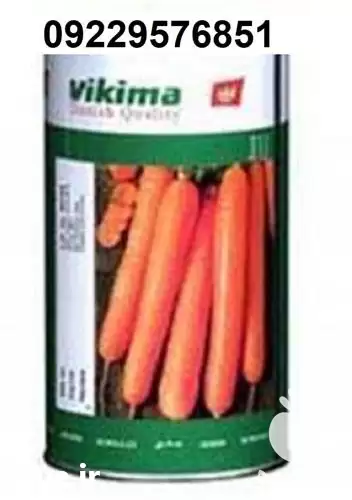 قیمت خرید بذر هویج نانکو اصل در گروه خرید و فروش بذر هویج در یکمیوه -عکس1