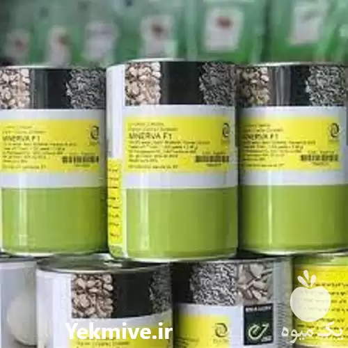 فروش بذر پیاز مینروا در گروه خرید و فروش بذر پیاز در یکمیوه -عکس1