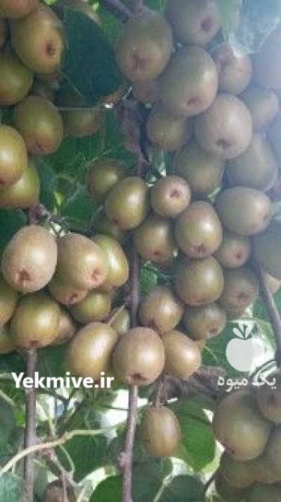 فروش کیوی خونی لوکس 20 تن در رشت در گروه خرید و فروش کیوی در یکمیوه -عکس1