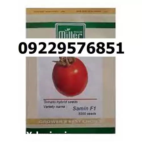 بذر گوجه فرنگی ثمین پرفروش اصل در اهواز در گروه خرید و فروش بذر گوجه در یکمیوه -عکس1