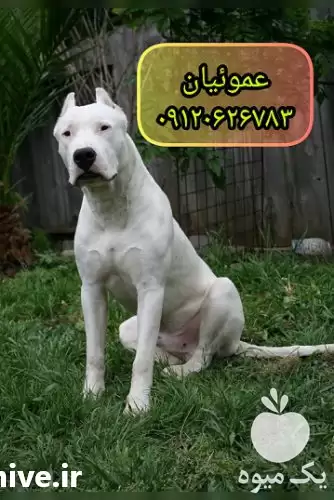 قیمت خرید سگ نژاد داگو آرژانتینو در کرج در گروه سگ و گربه در یکمیوه -عکس1