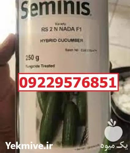 قیمت خرید بدر خیار N 2 اصل در گروه خرید و فروش بذر خیار در یکمیوه -عکس1