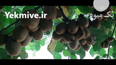 فروش کیوی در چوبر در گروه خرید و فروش کیوی در یکمیوه -عکس1