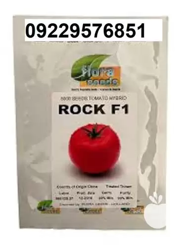 فروش بذر گوجه فرنگی هیبرید راک در سنندج در گروه خرید و فروش بذر گوجه در یکمیوه -عکس1