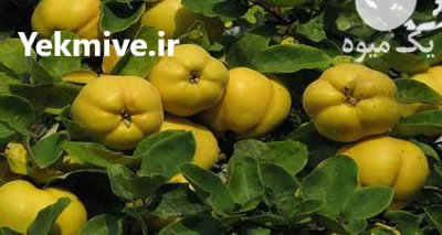 فروش به 100 در صد ارگانیک در گروه خرید و فروش میوه به در یکمیوه -عکس1