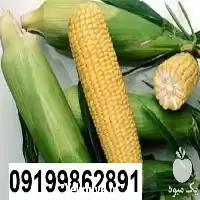 قیمت خرید بذر ذرت سمیرا پربار در اهواز در گروه خرید و فروش انواع بذر در یکمیوه