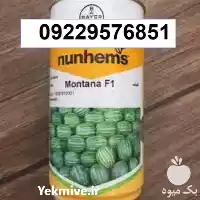 بذر هندوانه مونتانا پر فروش در کرمان  در گروه خرید و فروش هندوانه در یکمیوه