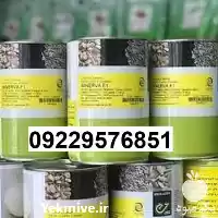 بذر پیاز مینروا پرفروش در کرمان  در گروه خرید و فروش پیاز در یکمیوه