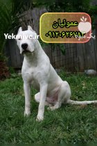 فروش سگ نژاد داگو آرژانتینو اصیل در کرج در گروه سگ و گربه در یکمیوه