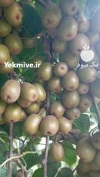 فروش کیوی خونی لوکس 20 تن در رشت در گروه خرید و فروش کیوی در یکمیوه