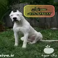 قیمت خرید سگ نژاد داگو آرژانتینو در کرج در گروه سگ و گربه در یکمیوه