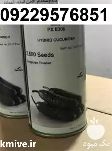 فروش بذر خیار کوکمبر هیبرید زودرس در مشهد در گروه خرید و فروش بذر خیار در یکمیوه -عکس1