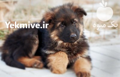 فروش سگ نژاد ژرمن شپرد اصیل در گروه سگ و گربه در یکمیوه -عکس1