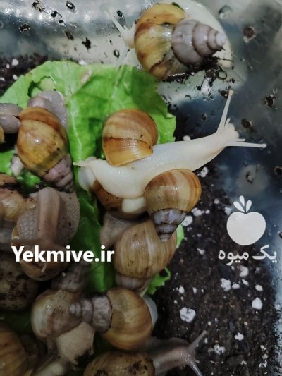 حلزون البینو در ساری در گروه انواع محصولات شیلات در یکمیوه -عکس1