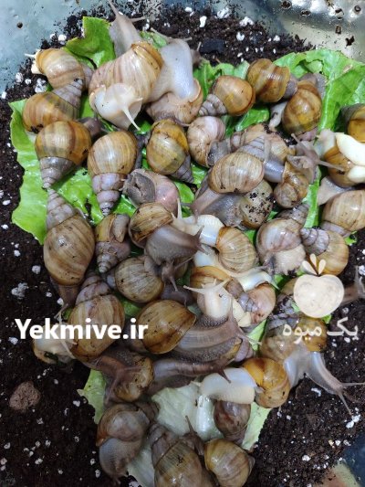 حلزون البینو در ساری در گروه انواع محصولات شیلات در یکمیوه -عکس2