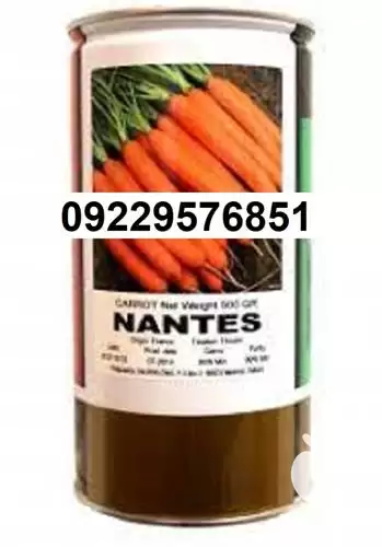 قیمت خرید بذر هویج نانتس در کرمان  در گروه خرید و فروش بذر هویج در یکمیوه -عکس1