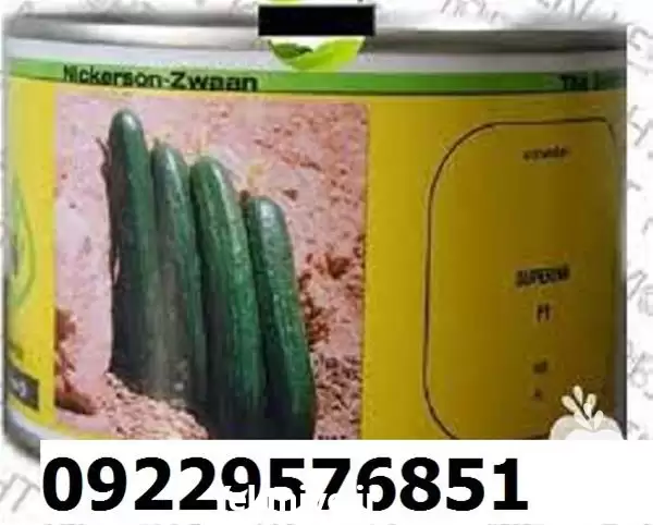فروش بذر خیار سوپرینا اصل دارای در مشهد در گروه خرید و فروش بذر خیار در یکمیوه -عکس1