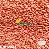 قیمت خرید بذر هیبرید گندم خارجی در گروه خرید و فروش گندم و جو در یکمیوه