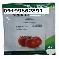 بذر گوجه فرنگی باسیمو پر فروش در اهواز در گروه خرید و فروش گوجه فرنگی در یکمیوه