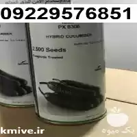 فروش بذر خیار کوکمبر هیبرید زودرس در مشهد در گروه خرید و فروش بذر خیار در یکمیوه