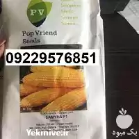 فروش بذر ذرت سمیرا در گروه خرید و فروش بذر ذرت در یکمیوه