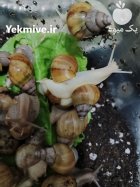 حلزون البینو در ساری در گروه انواع محصولات شیلات در یکمیوه