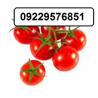 فروش و عرضه بذر گوجه گیلاسی در گروه خرید و فروش گیلاس در یکمیوه