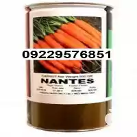 قیمت خرید بذر هویج نانتس در کرمان  در گروه خرید و فروش بذر هویج در یکمیوه