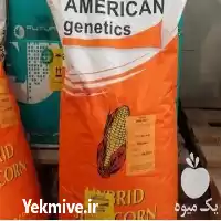 قیمت خرید ذرت امریکن ژنتیک در گروه خرید و فروش بذر ذرت در یکمیوه