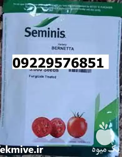 قیمت فروش بذر گوجه فرنگی برنتا در شیراز در گروه خرید و فروش بذر گوجه در یکمیوه -عکس1