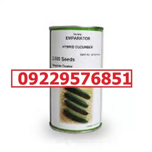 بذر خیار رویال پرفروش با کیفیت در بوشهر در گروه خرید و فروش بذر خیار در یکمیوه -عکس1