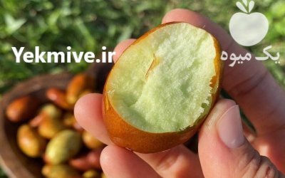 عناب اوکراینی در میاندوآب در گروه خرید و فروش گیاهان دارویی در یکمیوه -عکس1