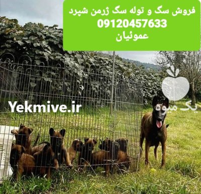 فروش سگ ژرمن شپرد با مولد در گروه سگ و گربه در یکمیوه -عکس1