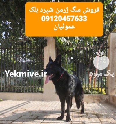 فروش سگ ژرمن شپرد با مولد در گروه سگ و گربه در یکمیوه -عکس2