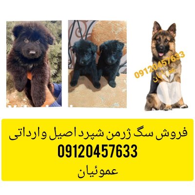 فروش سگ ژرمن شپرد با مولد در گروه سگ و گربه در یکمیوه -عکس3