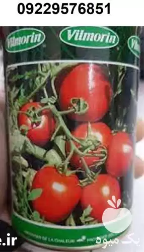 فروش بذر گوجه فرنگی ویلمورین در کرمان  در گروه خرید و فروش بذر گوجه در یکمیوه -عکس1