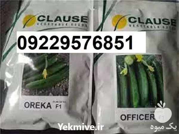 فروش و قیمت بذر خیار اورکا در شیراز در گروه خرید و فروش بذر خیار در یکمیوه -عکس1