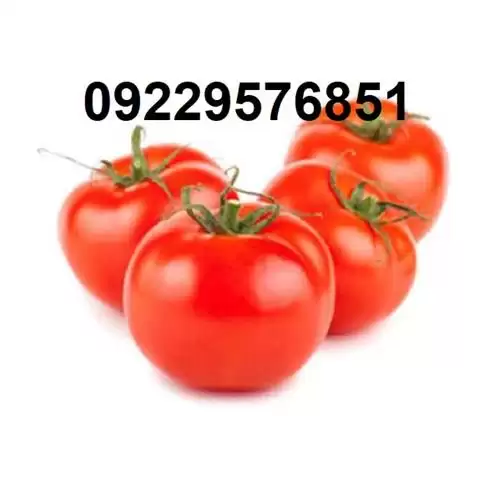 فروش بذر گوجه فرنگی راک زود در گروه خرید و فروش بذر گوجه در یکمیوه -عکس1