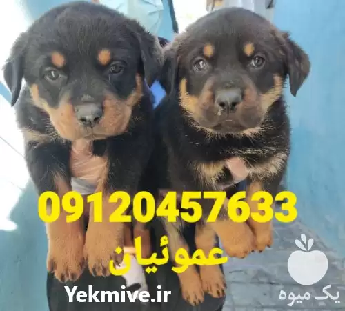 فروش مجموعه پرورش سگ ژرمن شپرد در کرج در گروه سگ و گربه در یکمیوه -عکس1