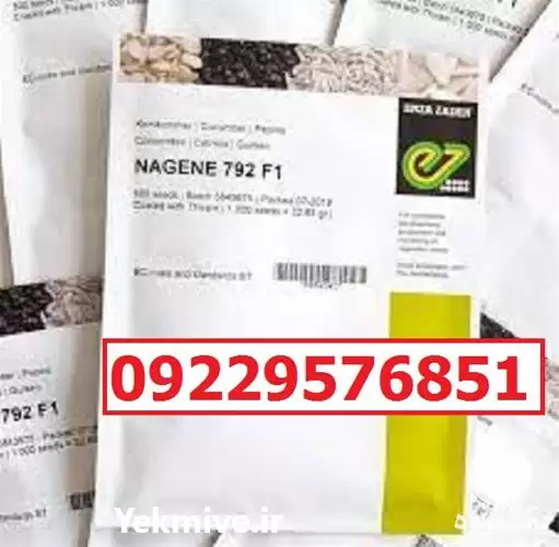 بذر خیار ناگین پرفروش قیمت مناسب در گروه خرید و فروش بذر خیار در یکمیوه -عکس1