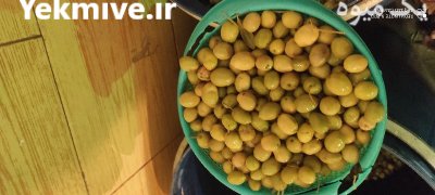 زیتون شور در سرپل ذهاب در گروه محصولات ترشی در یکمیوه -عکس1