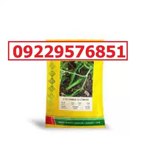 عرضه بذر خیار گلوریا پرفروش اصل در کرمان  در گروه خرید و فروش بذر خیار در یکمیوه -عکس1