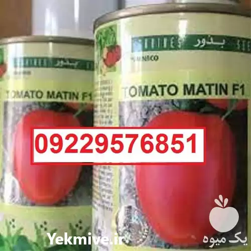 توزیع بذر گوجه فرنگی متین پرفروش در اهواز در گروه خرید و فروش بذر گوجه در یکمیوه -عکس1