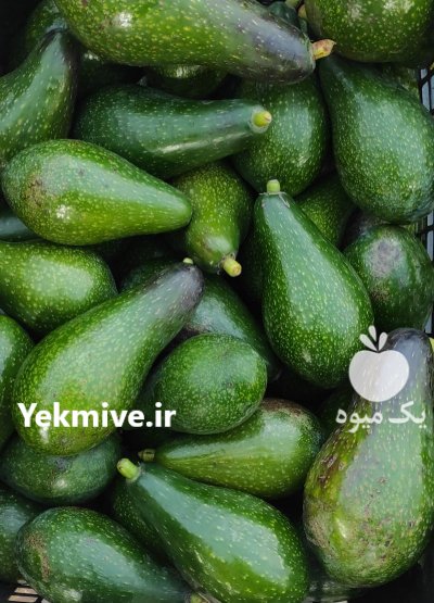 فروش آووکادو کیلویی در چابکسر در گروه خرید و فروش میوه استوایی در یکمیوه -عکس1