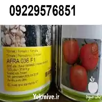 قیمت خرید قیمت بذر گوجه فرنگی در بوشهر در گروه خرید و فروش بذر گوجه در یکمیوه