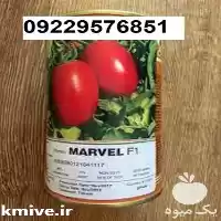 بذر گوجه فرنگی مارول پرفروش در گروه خرید و فروش بذر گوجه در یکمیوه